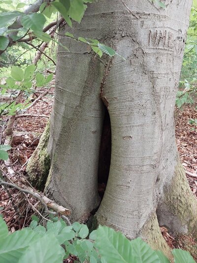 Bild vergr&ouml;&szlig;ern: Baum als Lebensraum