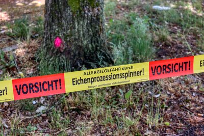 Bild vergr&ouml;&szlig;ern: Eichenprozessionsspinner