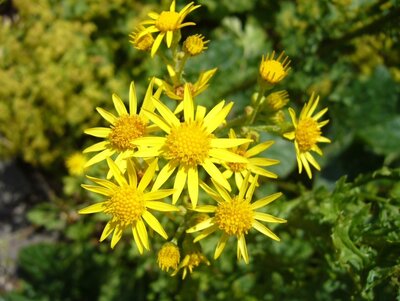 Jakobskreuzkraut Bl&uuml;te