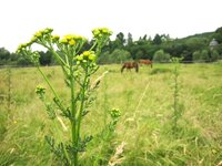 Bild vergr&ouml;&szlig;ern: Jakobskreuzkraut Wiese
