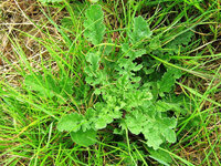 Bild vergr&ouml;&szlig;ern: Jakobskreuzkraut Rosette