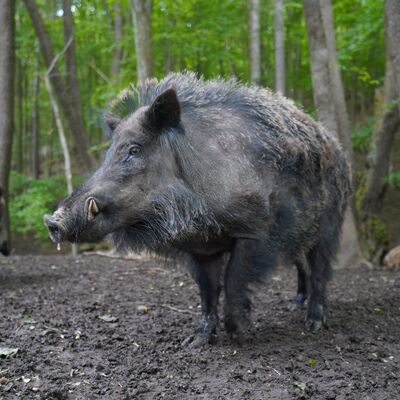 Wildschweine