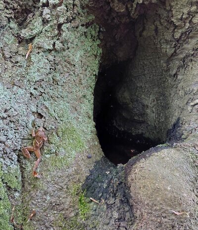 Bild vergr&ouml;&szlig;ern: Baum als Lebensraum
