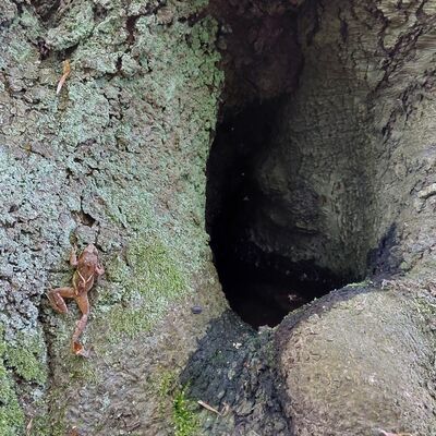 Baum als Lebensraum